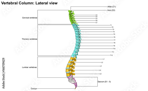 Skeleton_Vertebral Column_Lateral view
