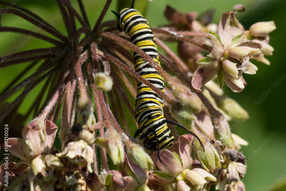 Obraz premium Monarch Caterpillar