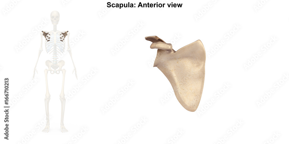Obraz premium Scapula_Anterior view