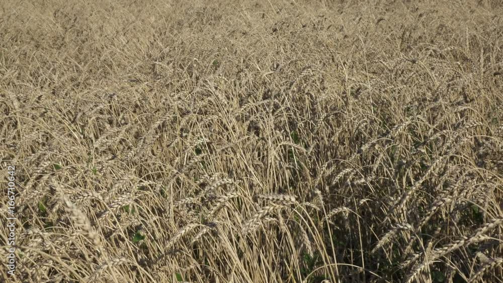 Wind swings ripe ears of wheat in the field in sunny day Wind swings ripe ears of wheat in the field in sunny day