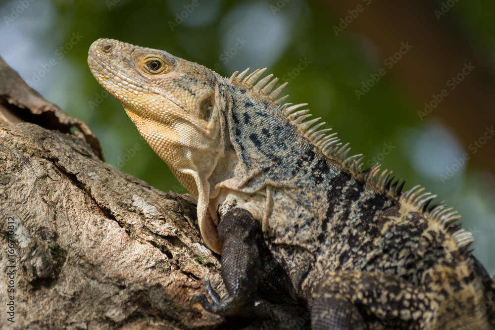 Obraz premium Iguana