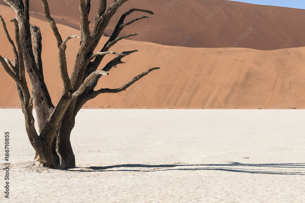 Dead acacia trees and dunes in the Namib desert / Dunes and dead acacia trees in the Namib desert, Dead Vlei, Sossusvlei, Namibia, Africa. Dead acacia trees and dunes in the Namib desert / Dunes and dead acacia trees in the Namib desert, Dead Vlei, Sossusvlei, Namibia, Africa.