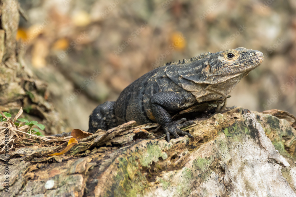 Iguana Iguana