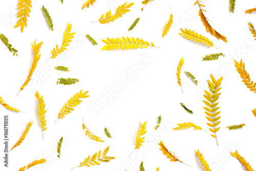 Creative arrangement of yellow autumn leaves on white background. Flat lay, top view. Autumn leaves of yellow acacia.