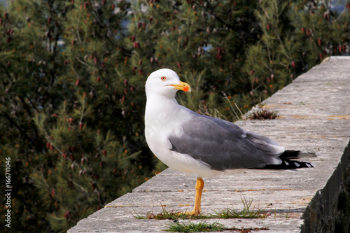 Seagull close shot and resting on dock. Seagull standing on a stone wall and rest with pine forest is a beautiful natural environment in the background. Seagull close shot and posing of the camera.