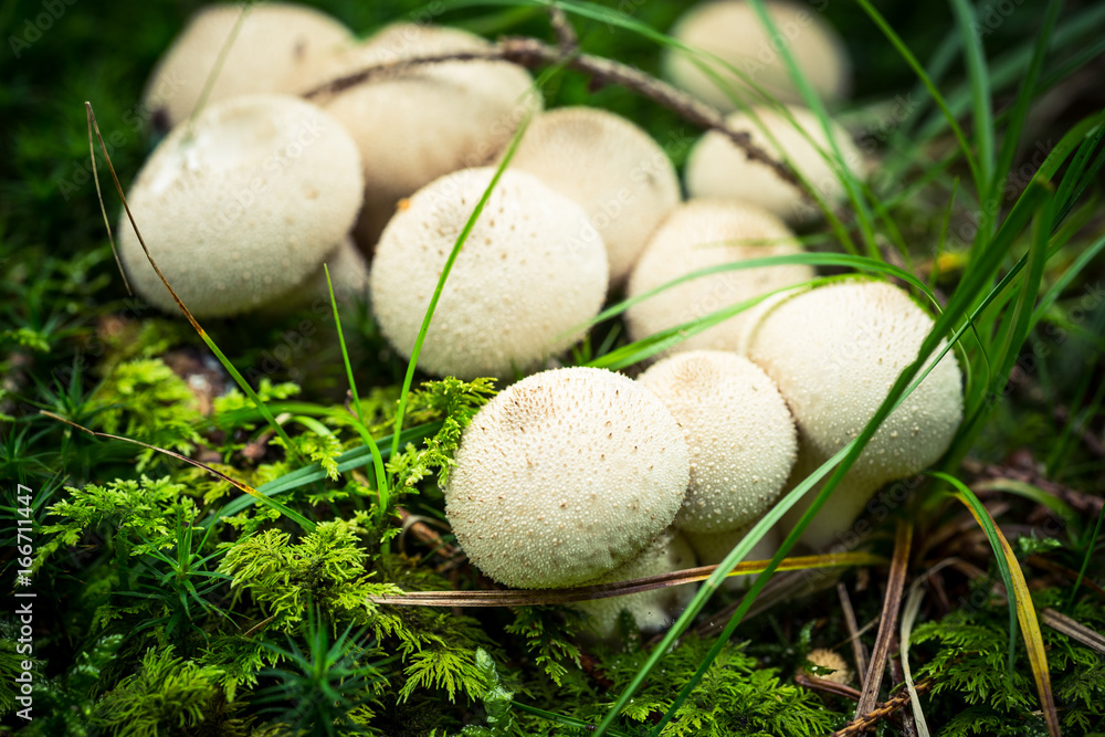 Viele weiße Stäublinge auf dem Waldboden Viele weiße Stäublinge auf dem Waldboden