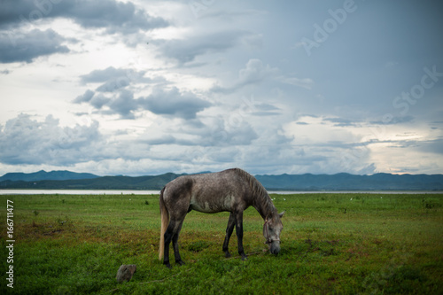 Horse in maedow © Rustic man