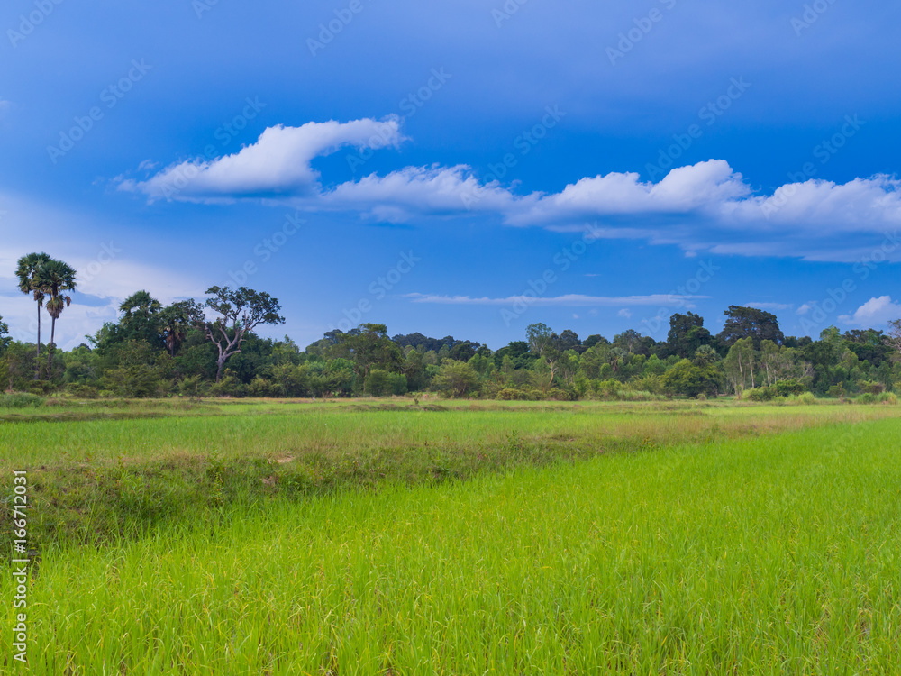 Obraz premium Paddy rice farm