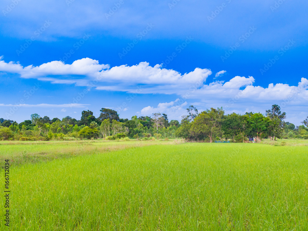 Obraz premium Paddy rice farm