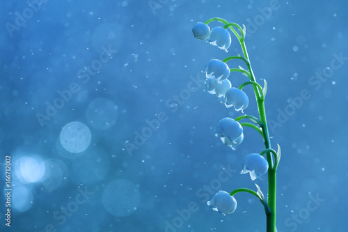 Lily of the Valley on an interesting background.