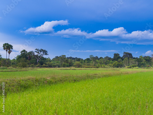 Paddy rice farm