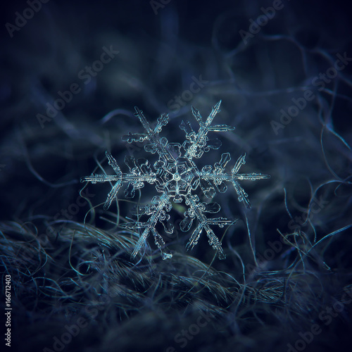 Real snowflake macro photo: large stellar dendrite snow crystal with fine symmetry, big central hexagon and long, elegant arms with side branches. Snowflake glowing on dark blue textured background.