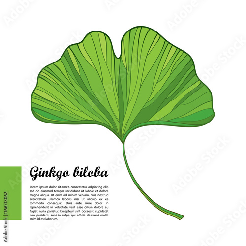 Vector outline green leaf of Gingko or Ginkgo biloba tree isolated on white background. Gymnosperms relict plant in contour style for exotic summer design.