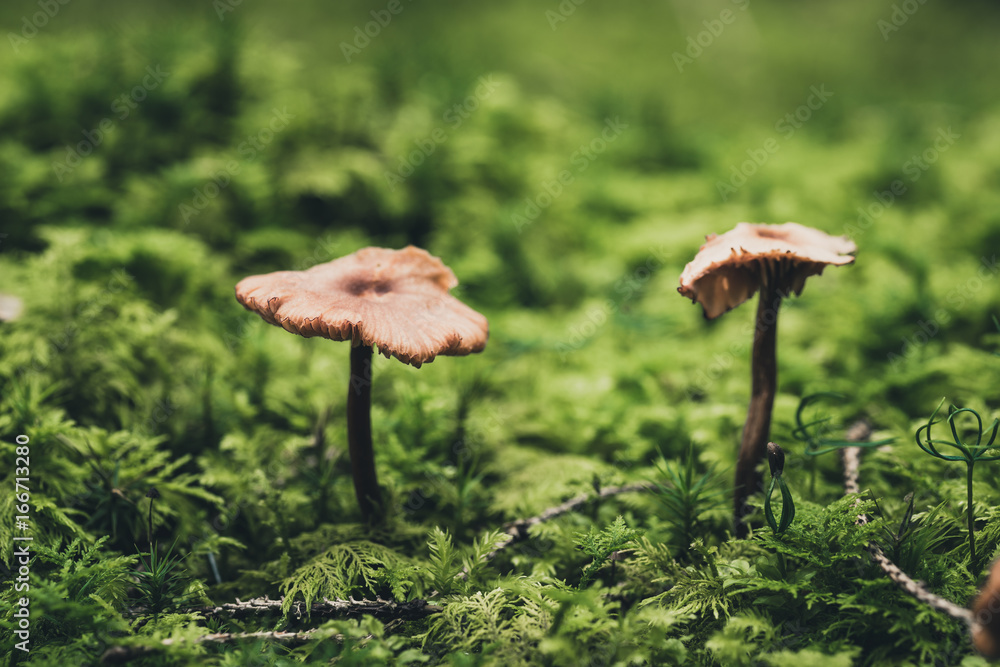 Kleine zierliche Waldpilze Kleine zierliche Waldpilze