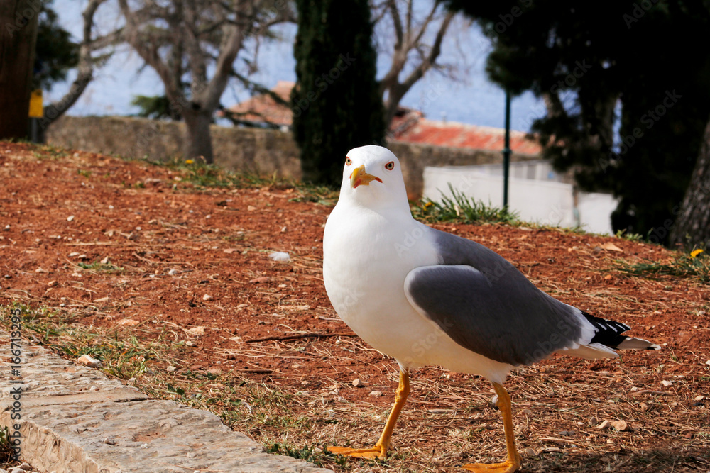 Obraz premium Seagull close shot and resting on dock. Seagull standing on the grass and rest with a beautiful natural environment in the background. Seagull close shot and posing of the camera.