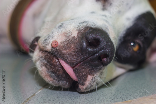 Lying English pointer mix phenotype white dog in black dots portrait close-up with big wart on the muzzle close-up