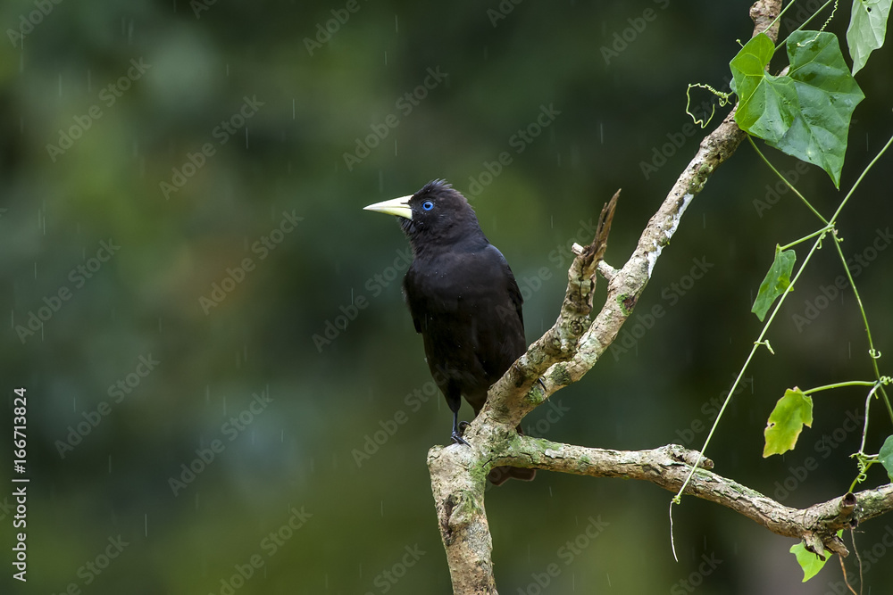Fototapeta premium Red-rumped Cacique