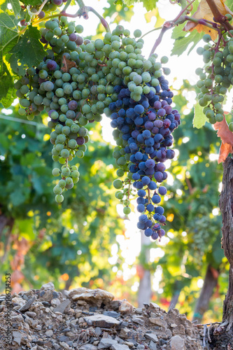Blaue Weintrauben an Weinrebe  Chianti  Toskana
