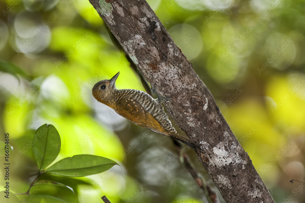 Woodpecker Woodpecker
