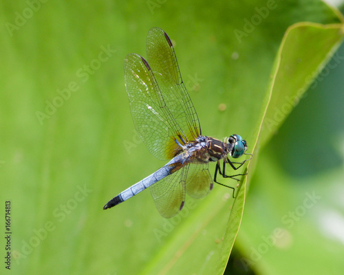 Dragonfly on a lilly pad © Todd