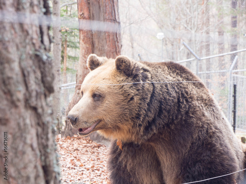 Wildlife bears sanctuary in Belitsa, Bulgaria