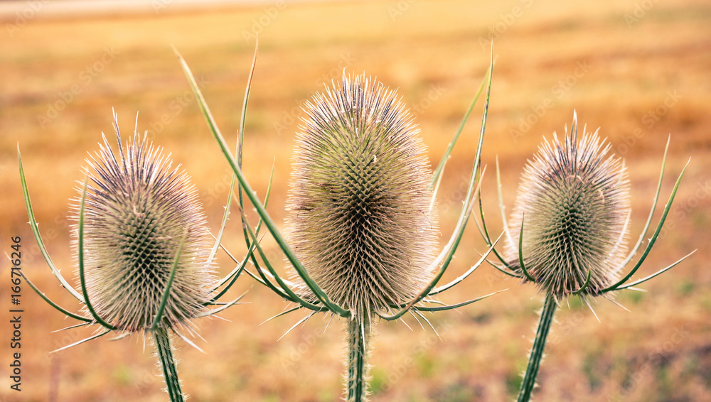 Obraz premium Distel
