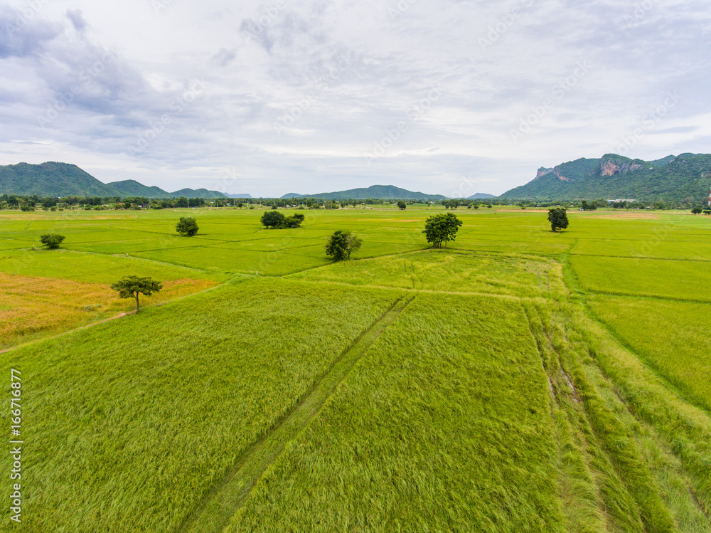 Aerial view of rice paddy Aerial view of rice paddy