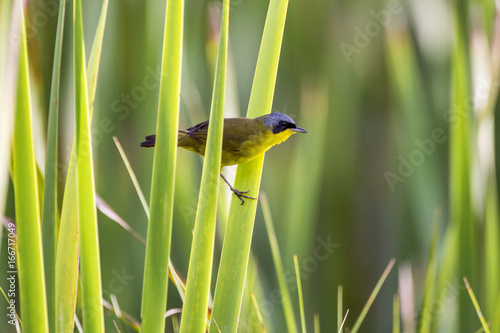 Masked Yellowthroat photo