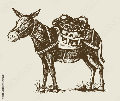 illustration of a donkey
