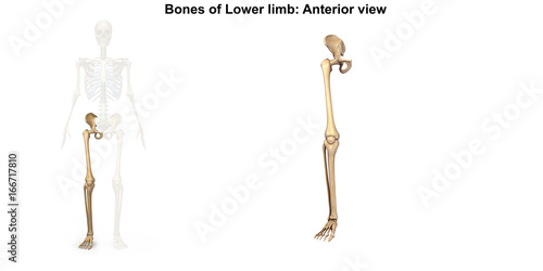 Skeleton_Lower limb_Anterior view