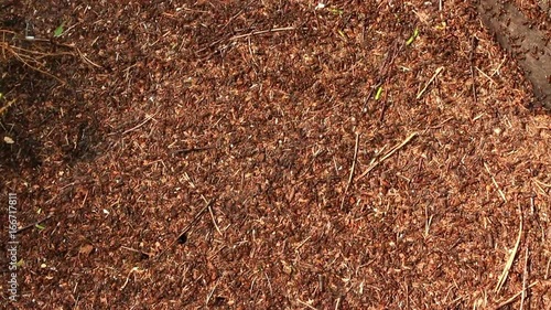 A multitude of ants moving on their footpaths overview. Slow sliding. Dark spots are holes. The top view. photo