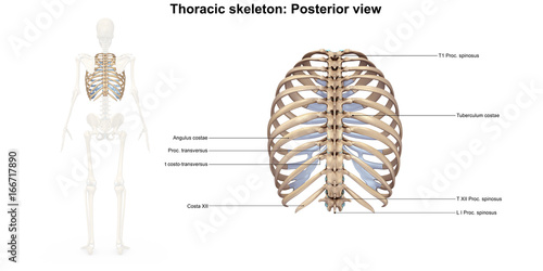 Skeleton_Thoracic skeleton_Posterior view