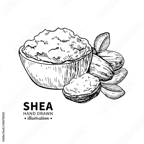 Shea butter vector drawing. Isolated vintage illustration of nuts. Organic essential oil engraved style sketch.