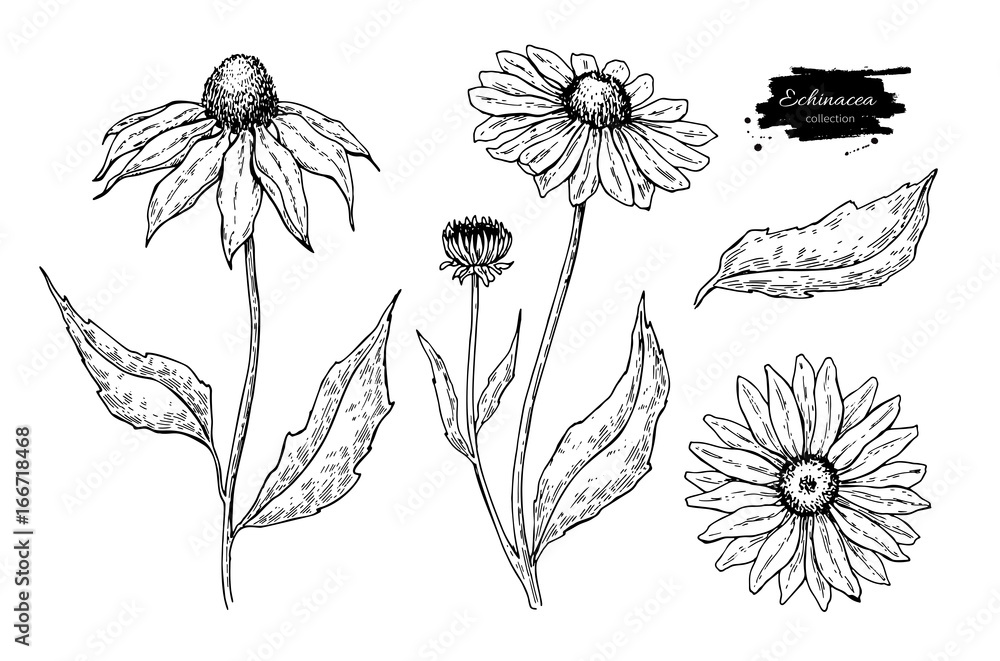 Echinacea vector drawing. Isolated purpurea flower and leaves. Herbal engraved style illustration. - obrazy, fototapety, plakaty 