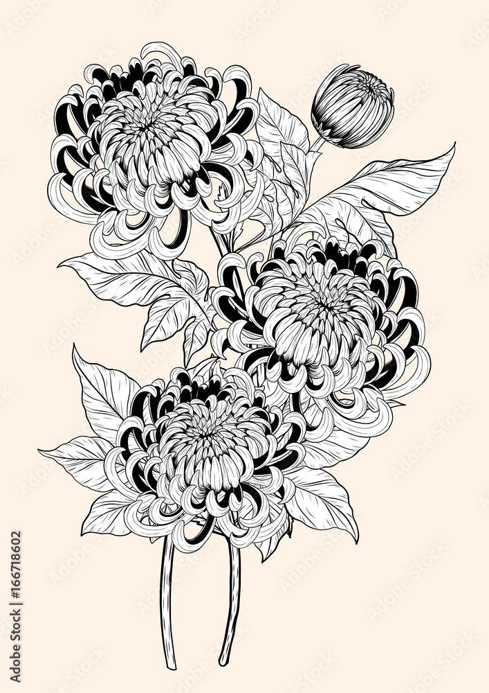 Obraz premium Chrysanthemum vector on brown background.Chrysanthemum flower by hand drawing.Floral tattoo highly detailed in line art style.Flower tattoo black and white concept.