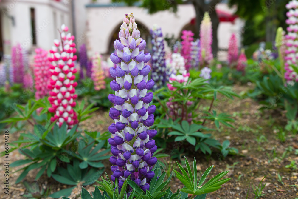 purple lupine in the garden purple lupine in the garden