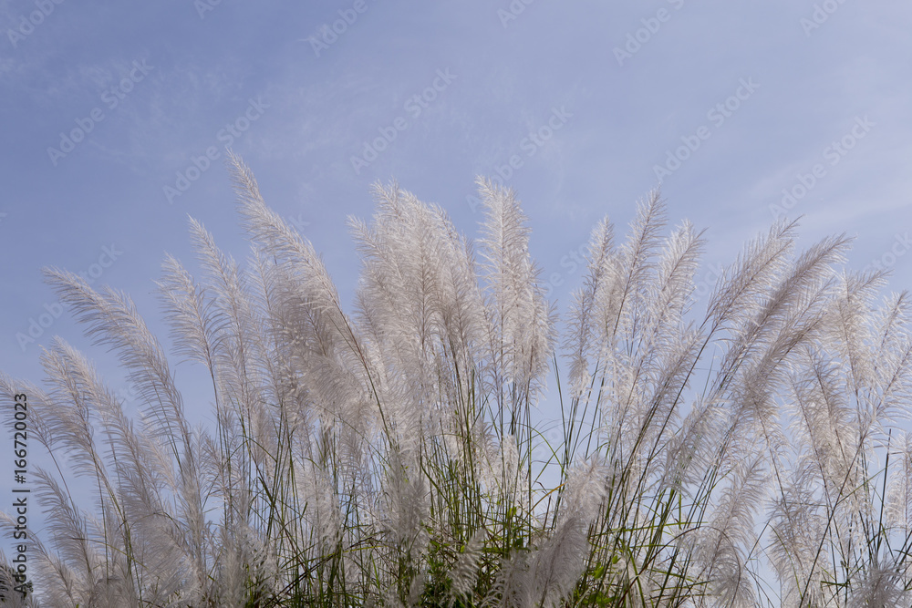 Fototapeta premium Flowering grass