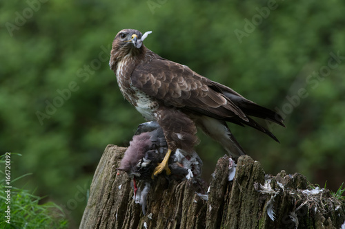 Common Buzzard (Buteo buteo)/Common Buzzard perched on prey in the centre of a forest