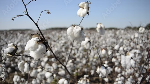 Close up, cotton plant stalk in field