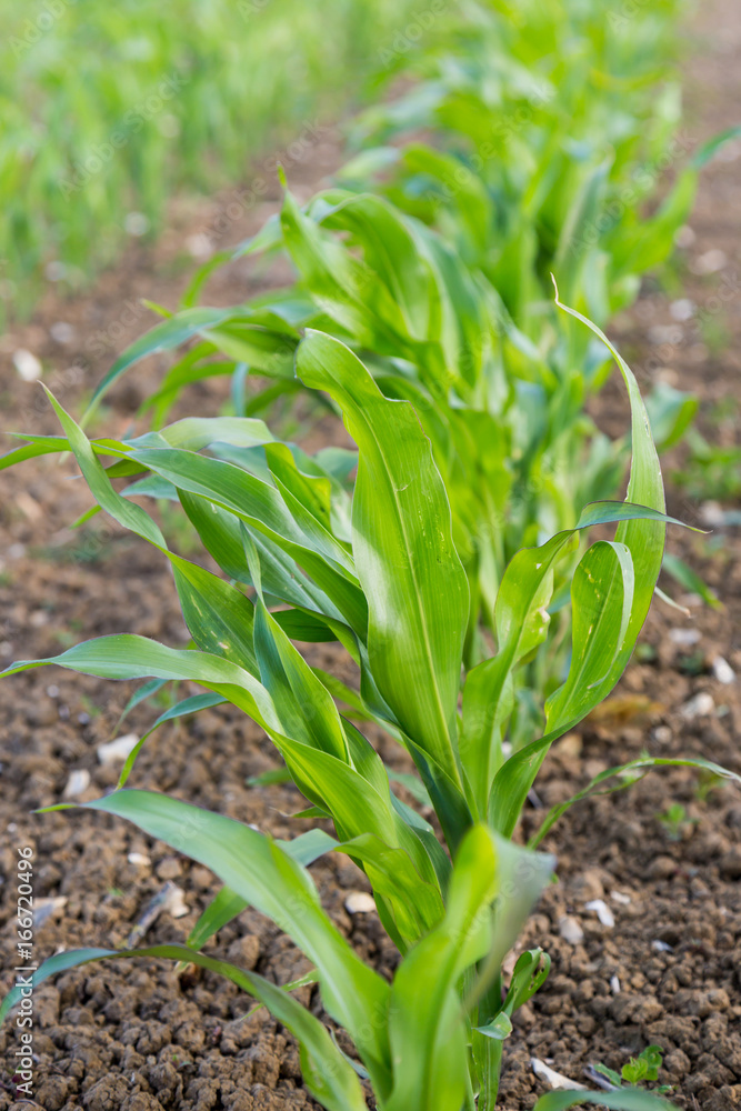 Obraz premium Young Crops Growing