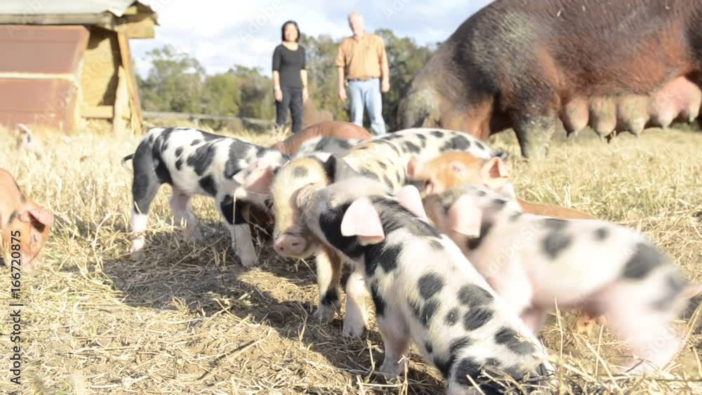 Farmers watch piglets with mother, low angle Farmers watch piglets with mother, low angle
