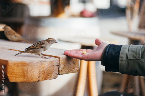 Social sparrow