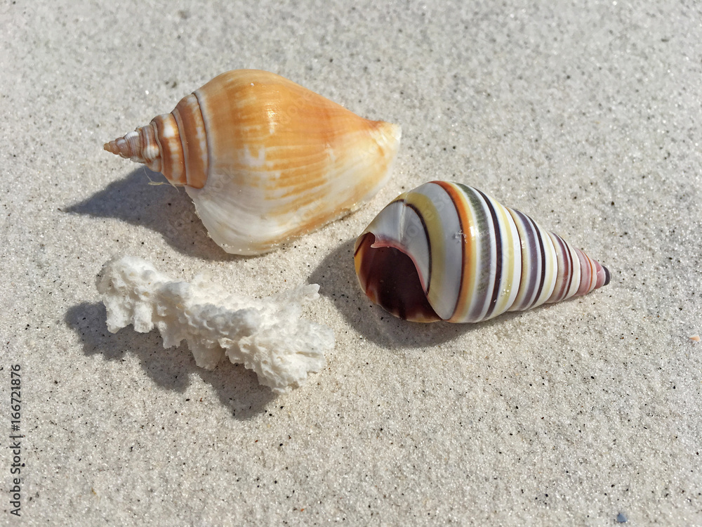 Seashells on Beach Seashells on Beach