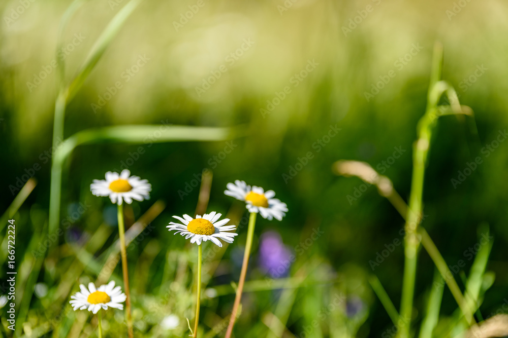 white spring flowers on green background white spring flowers on green background