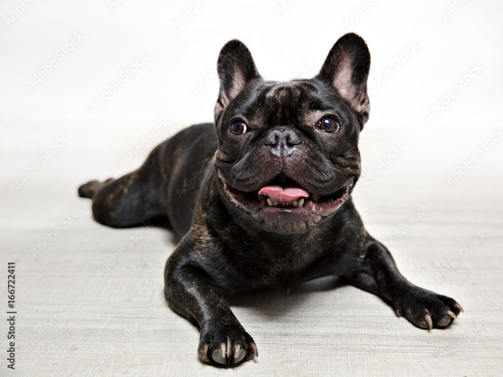 FOTOS BULLDOG FRANCES, SESION DE ESTUDIO.