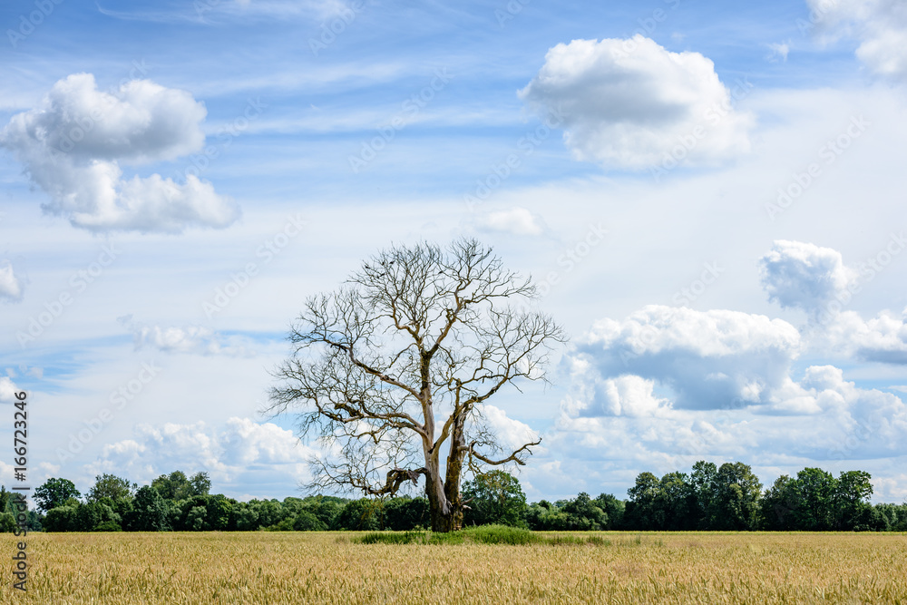 Fototapeta premium lonely old dry tree against blue sky
