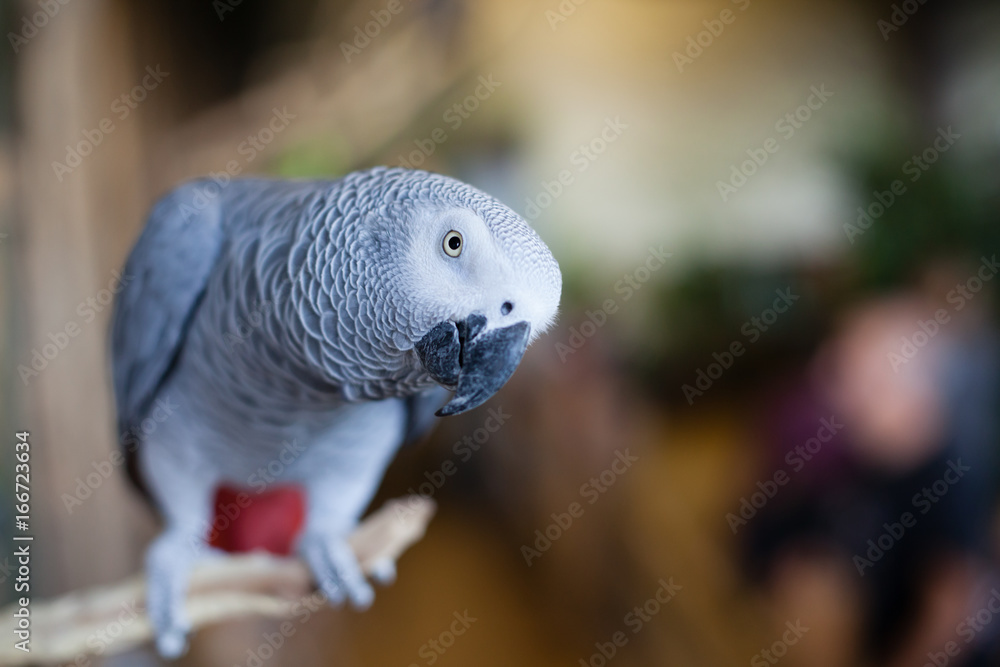 Obraz premium African Grey Parrot peers toward you as if about to say something