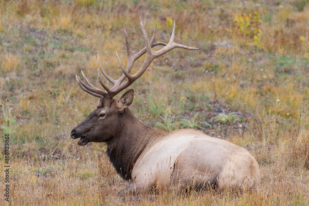 Elk of The Colorado Rocky Mountains Elk of The Colorado Rocky Mountains