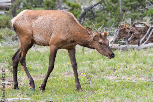 Elk of The Colorado Rocky Mountains © Gary