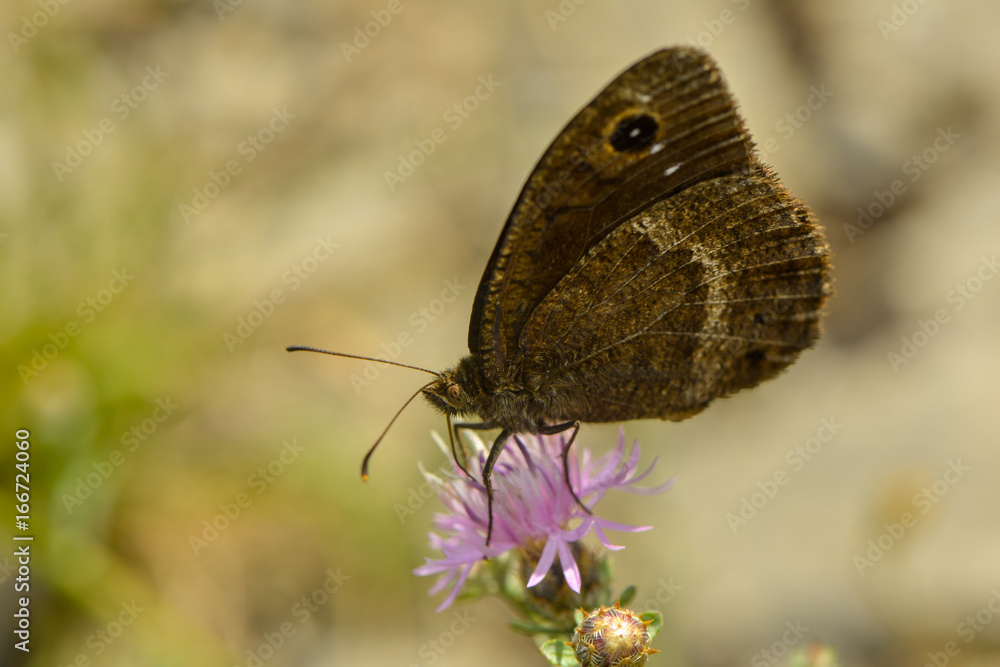 Obraz premium Brauner Bläuling saugt Nektar an einer Blüte